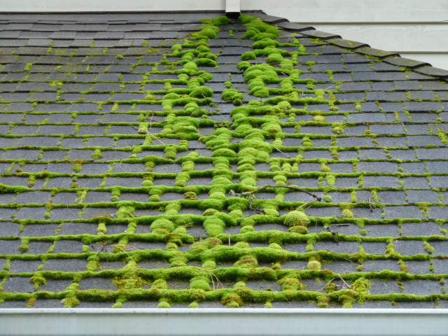 roof moss cleaning